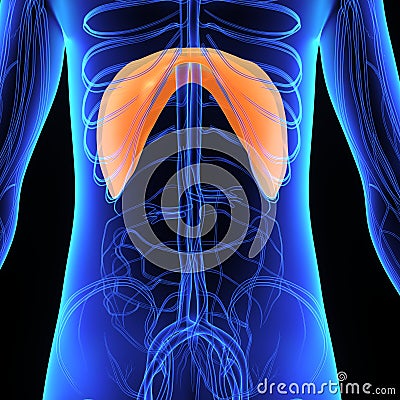 Diaphragm Stock Photo